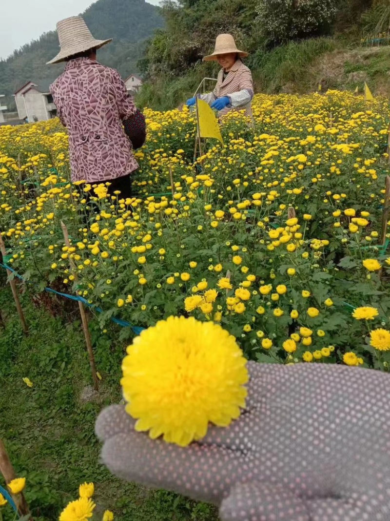 菊花茶黄菊花明月山明皇菊对接电商商超团购欢迎致电