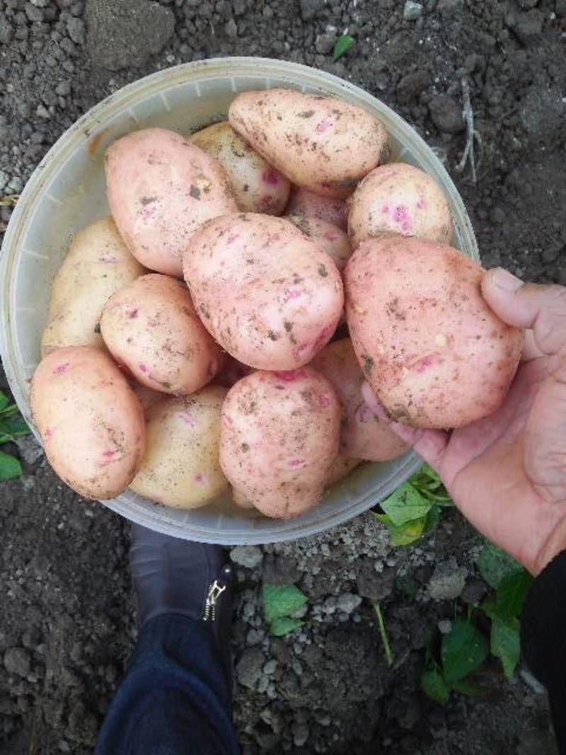 合作88云南高原小土豆红皮黄心薯片加工厂用薯炸炕小土豆