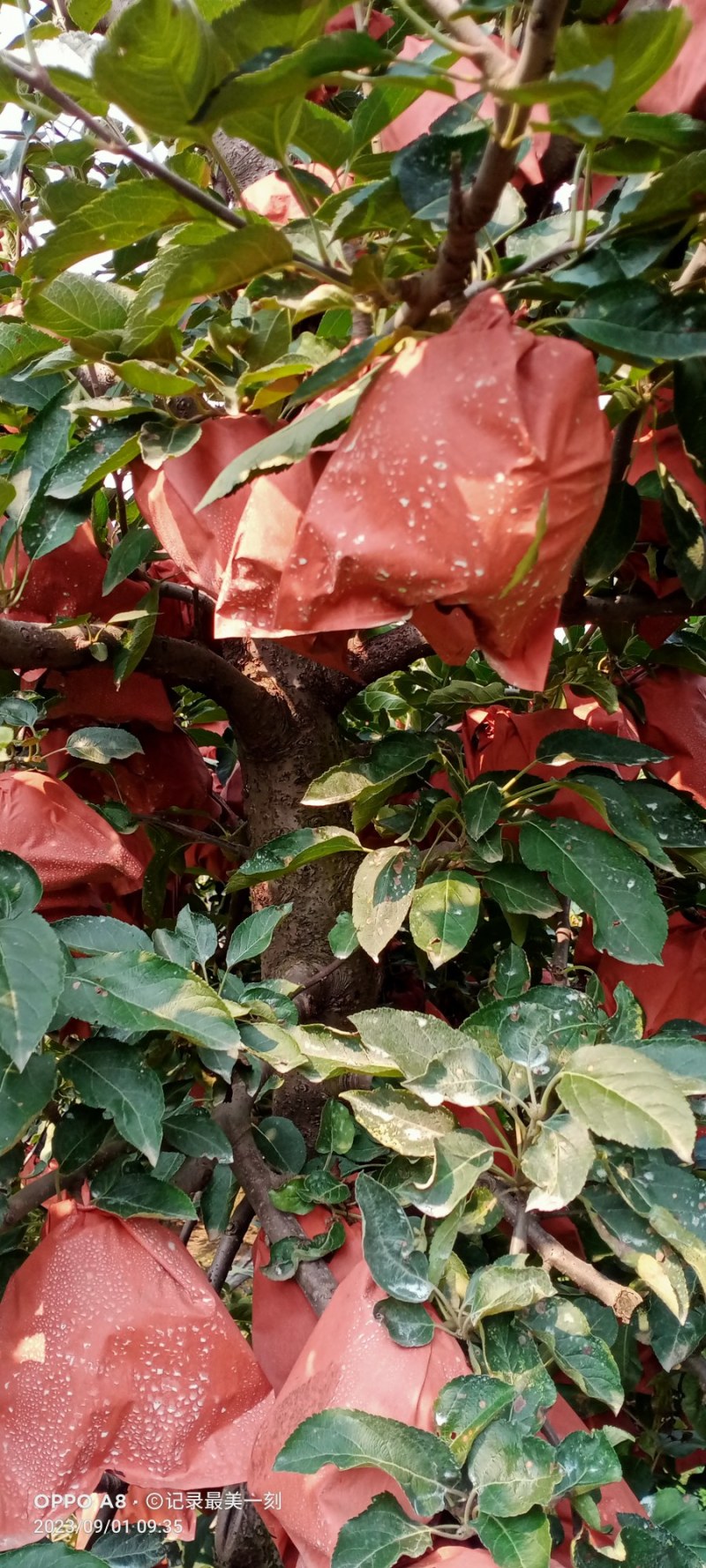 【直发】精品纸袋红星苹果货源充足保质保量可视频看货