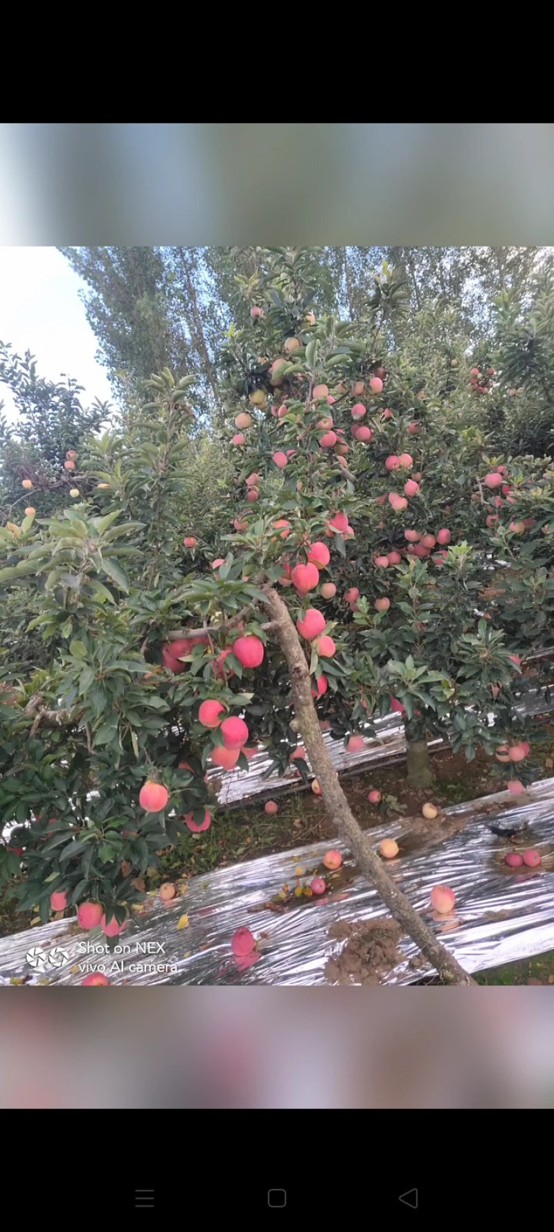 【直发】精品纸袋红星苹果货源充足保质保量可视频看货