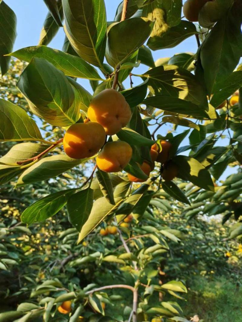 河北保定脆柿大量上市新鲜采摘保质保量香甜可口量大从优