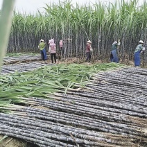 黑皮甘蔗广西甘蔗产地直供清甜爽口自由选货量大