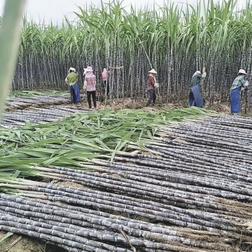 黑皮甘蔗广西甘蔗产地直供清甜爽口自由选货量大优惠