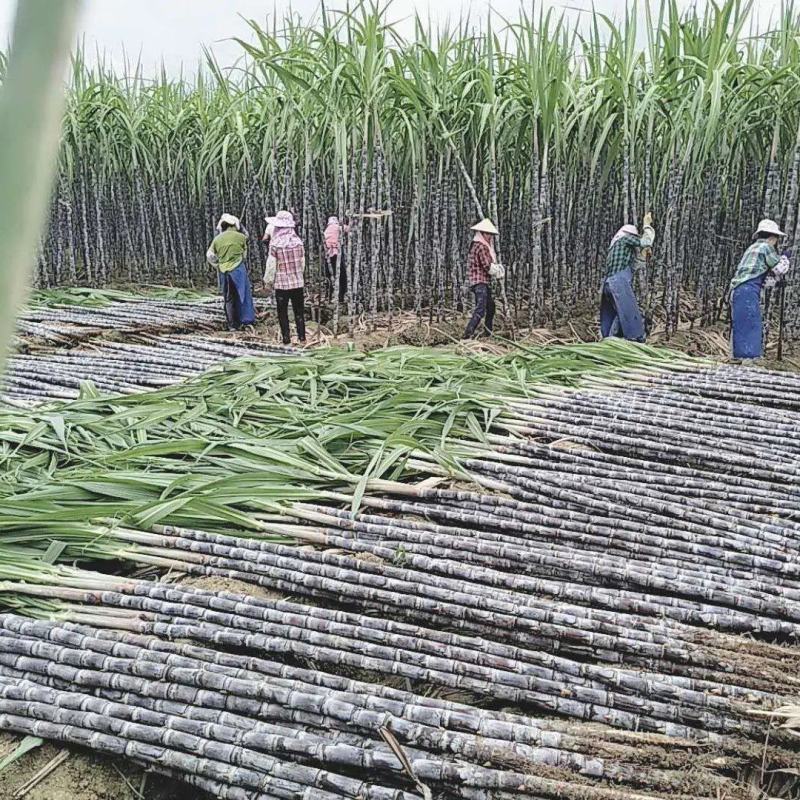 黑皮甘蔗广西甘蔗产地直供清甜爽口自由选货量大优惠