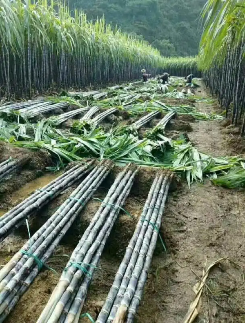 黑皮甘蔗广西甘蔗产地直供清甜爽口自由选货量大优惠