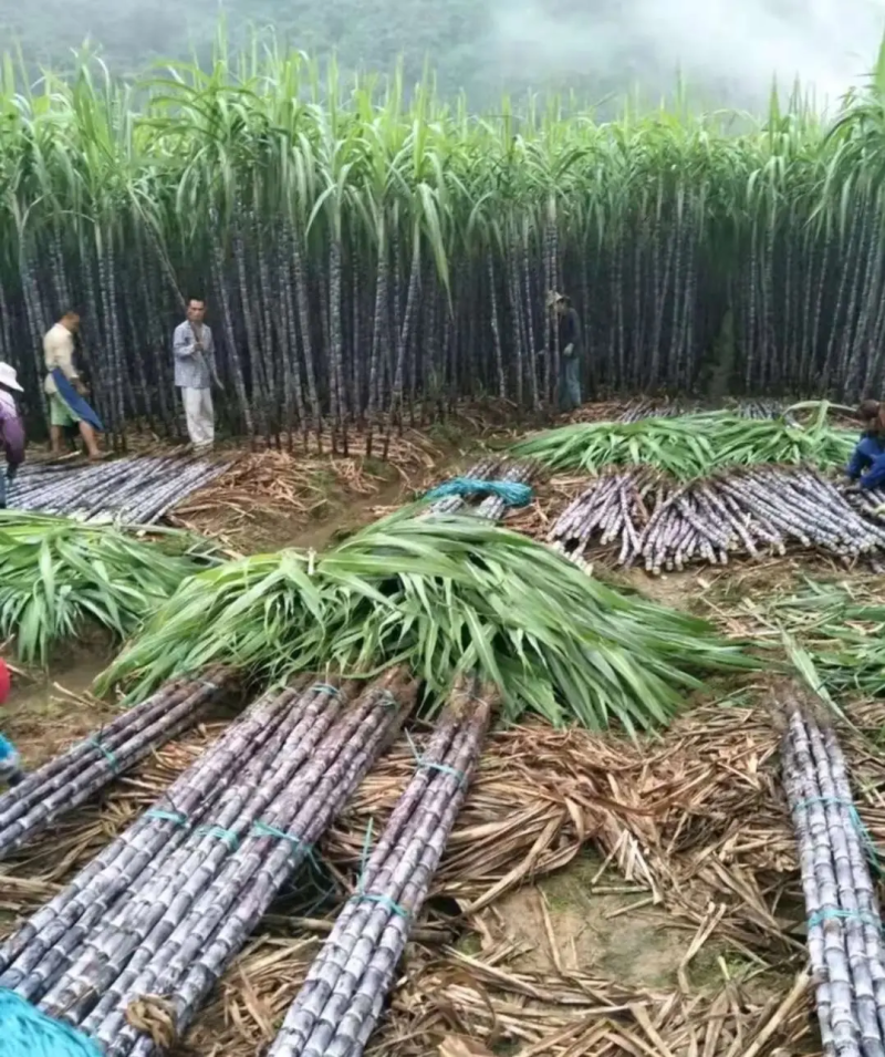黑皮甘蔗广西甘蔗产地直供清甜爽口自由选货量大优惠