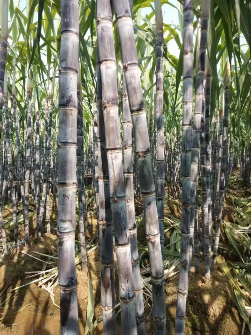黑皮甘蔗广西甘蔗产地直供清甜爽口自由选货量大优惠
