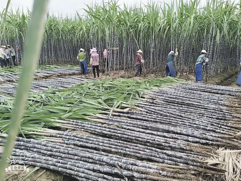 黑皮甘蔗广西甘蔗产地直供清甜爽口自由选货量大优惠
