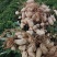 鲜花生大量有货个大仔粒饱满纯沙地的品质保证欢迎咨询