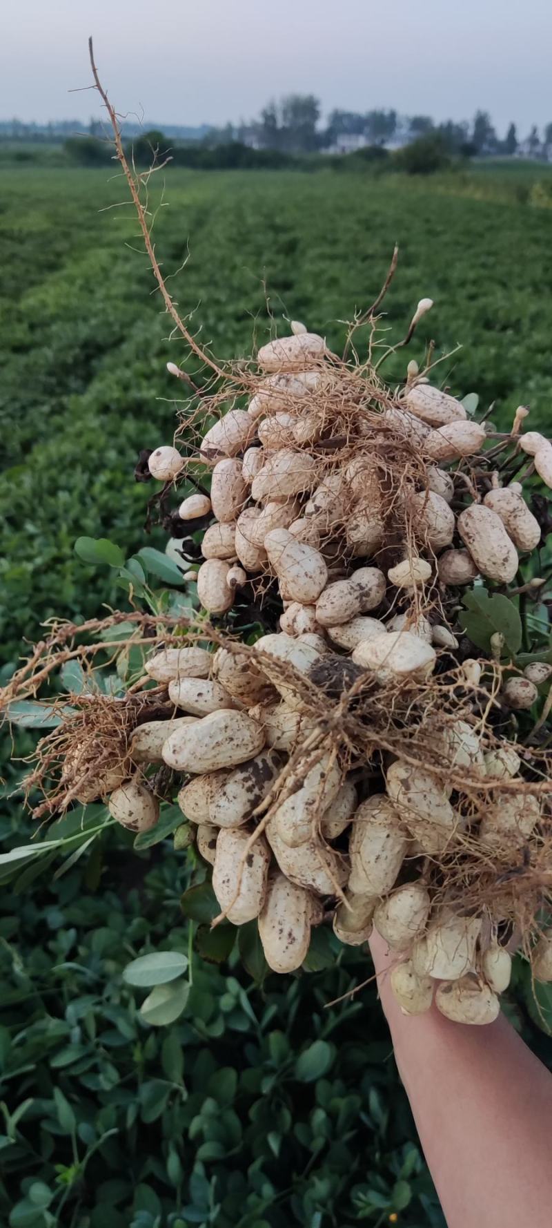 鲜花生大量有货个大仔粒饱满纯沙地的品质保证欢迎咨询