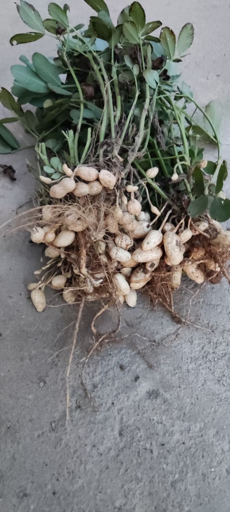 鲜花生大量有货个大仔粒饱满纯沙地的品质保证欢迎咨询