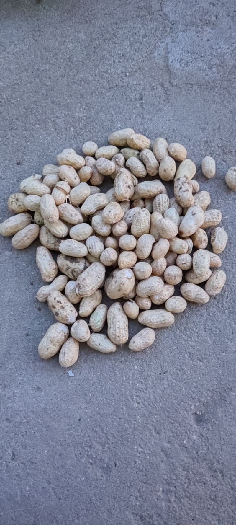 鲜花生大量有货个大仔粒饱满纯沙地的品质保证欢迎咨询