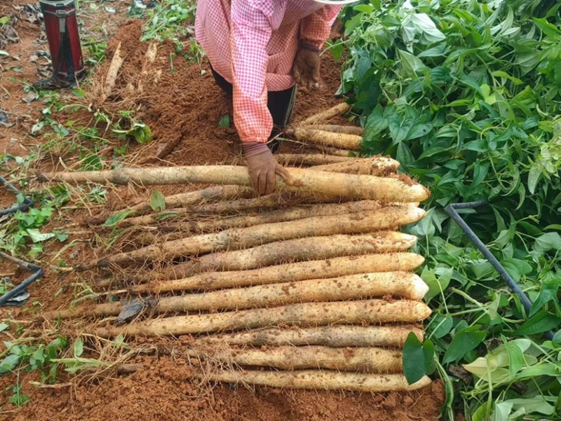 广西山药/白鬼淮山药，本人种植400亩，全国发货，产地价