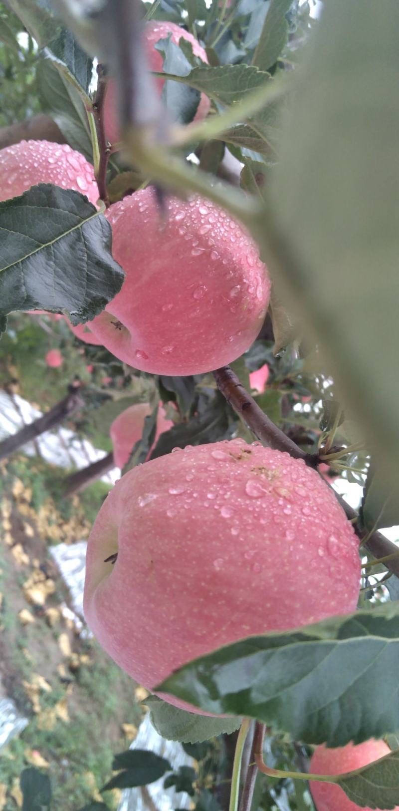 高山纸袋秦冠