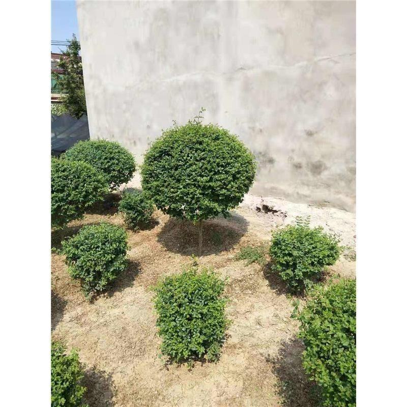 小叶女贞球大量现货产地直发自产自销规格齐全