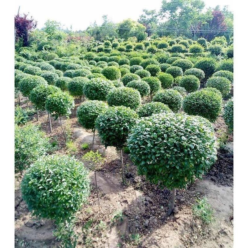 小叶女贞球大量现货产地直发自产自销规格齐全