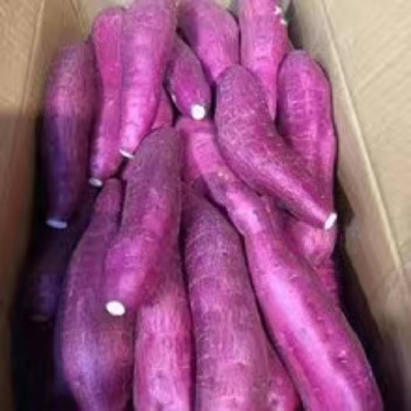 精品紫薯泰紫薯一号货源充足量大从优质量保证欢迎咨询