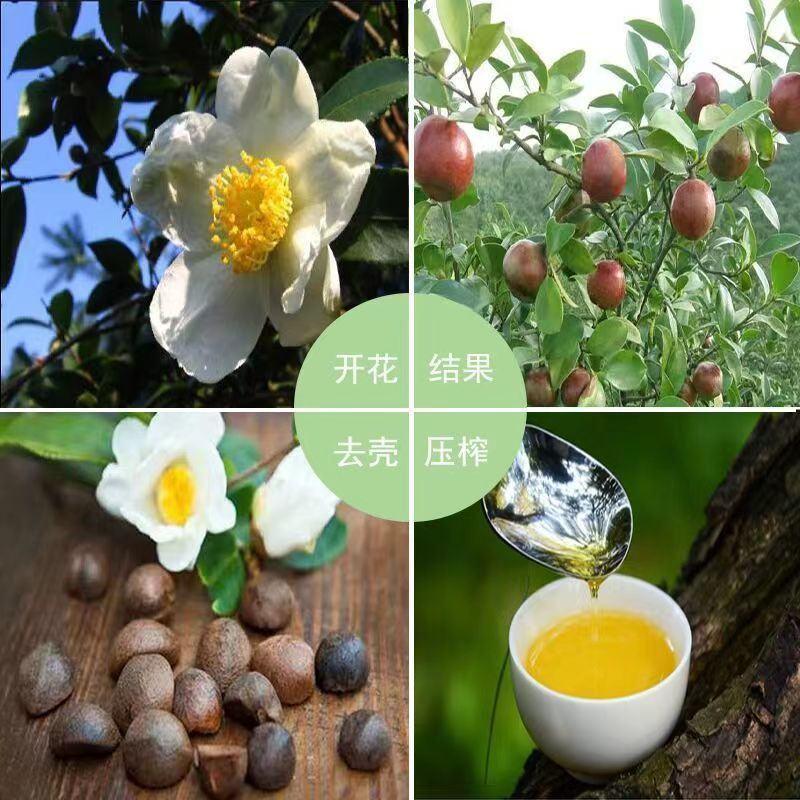 老品种茶油籽生态老茶树籽粒饱满亲测出油率高