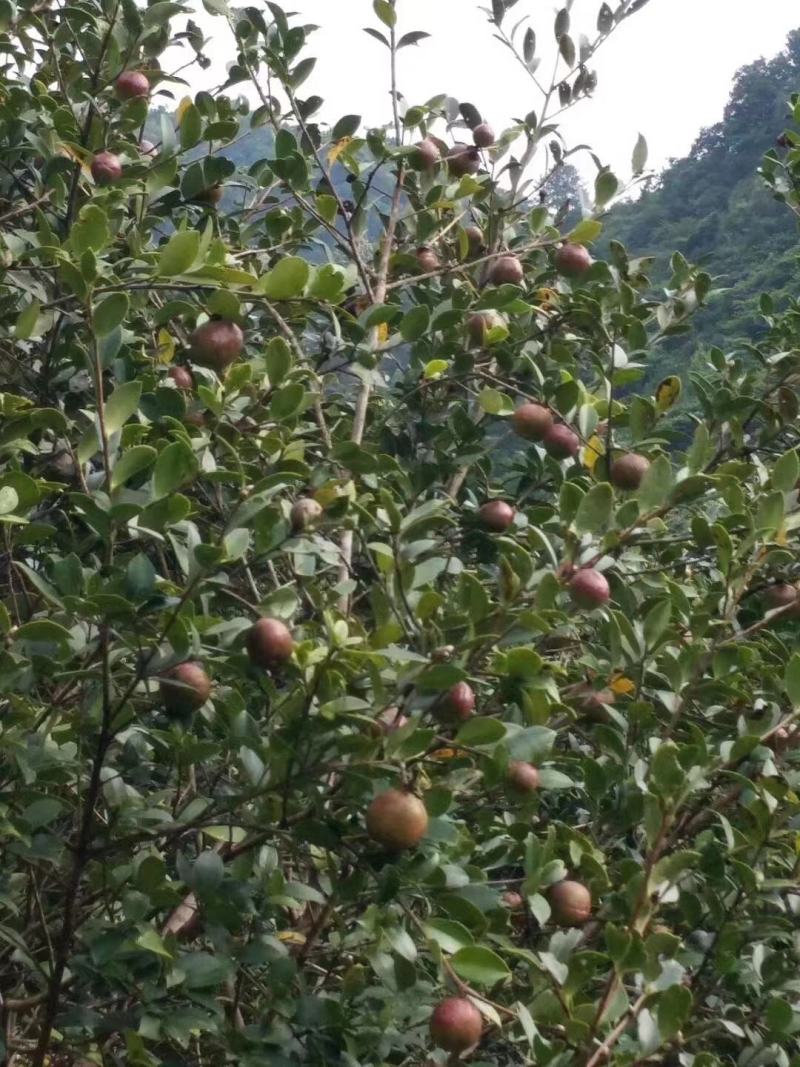 老品种茶油籽生态老茶树籽粒饱满亲测出油率高