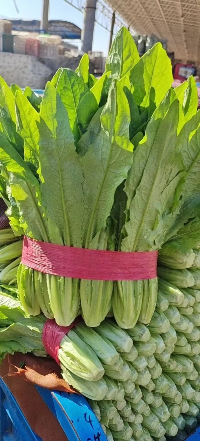 精品意大利