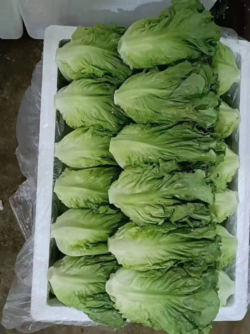 精品意大利