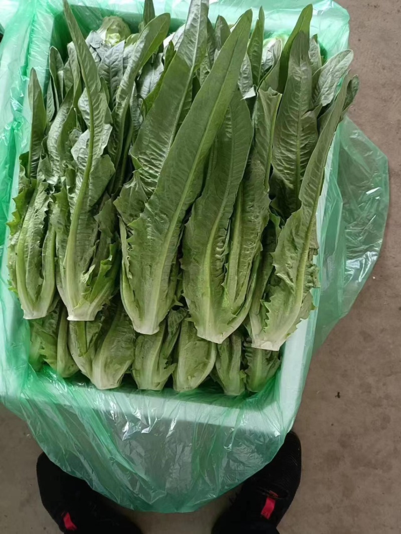 精品意大利