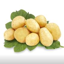宁夏土豆V7土豆黄皮黄心一手货源大量上市对接全国市场