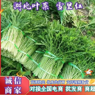 湖北叶菜雪里红规格齐全货源稳定量大优惠欢迎咨询