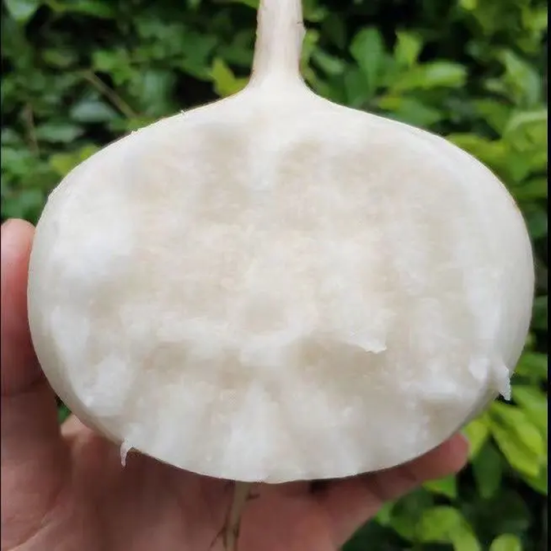 湖北叶菜雪里红规格齐全货源稳定量大优惠欢迎咨询