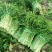 湖北叶菜雪里红规格齐全货源稳定量大优惠欢迎咨询
