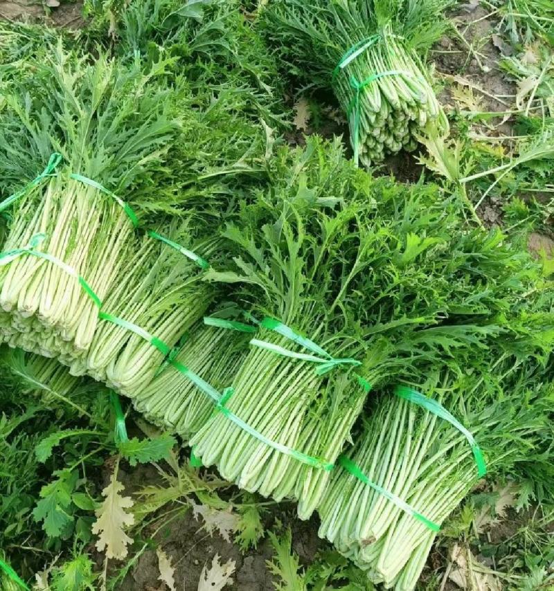 湖北叶菜雪里红规格齐全货源稳定量大优惠欢迎咨询