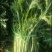 湖北叶菜雪里红规格齐全货源稳定量大优惠欢迎咨询