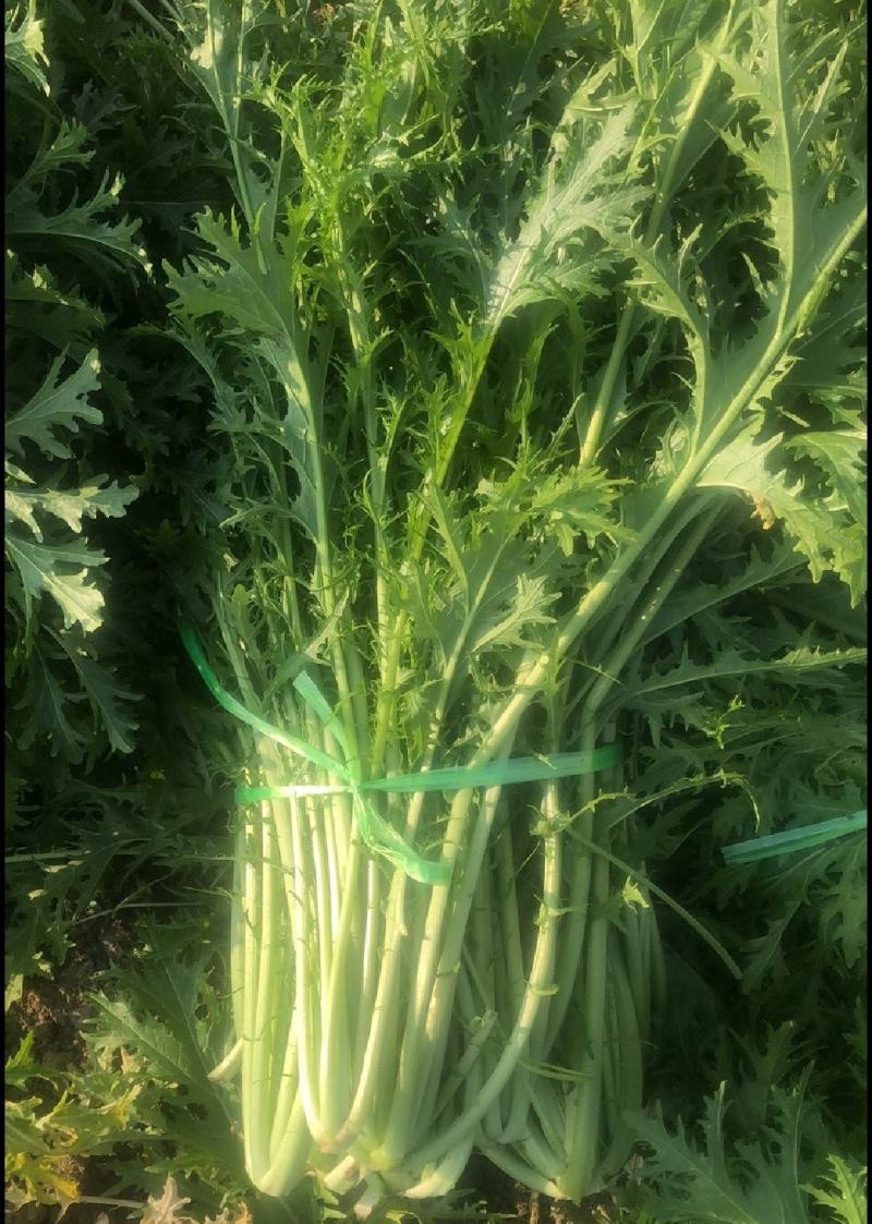 湖北叶菜雪里红规格齐全货源稳定量大优惠欢迎咨询
