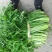 湖北叶菜雪里红规格齐全货源稳定量大优惠欢迎咨询