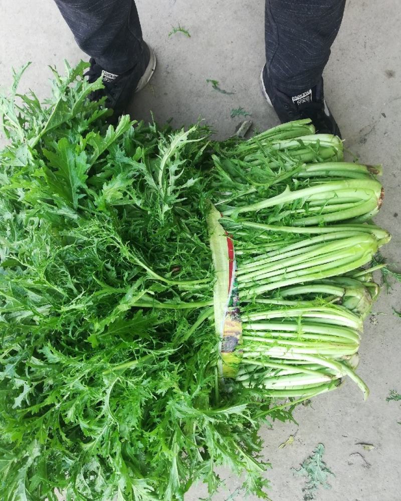 湖北叶菜雪里红规格齐全货源稳定量大优惠欢迎咨询