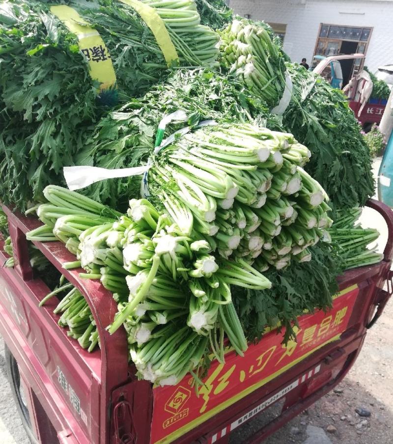 湖北叶菜雪里红规格齐全货源稳定量大优惠欢迎咨询