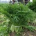 湖北叶菜雪里红规格齐全货源稳定量大优惠欢迎咨询