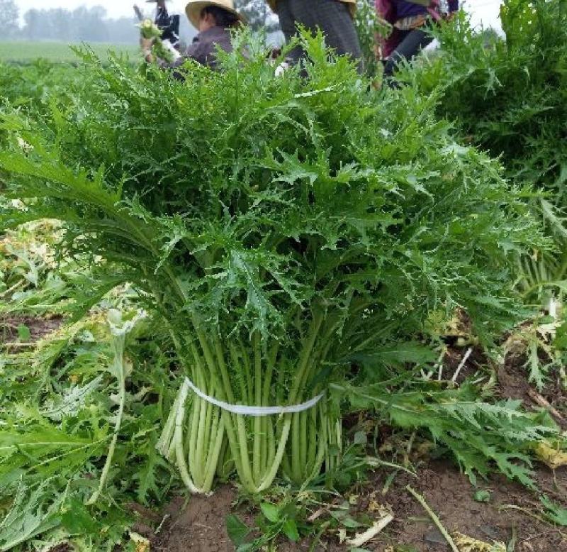 湖北叶菜雪里红规格齐全货源稳定量大优惠欢迎咨询