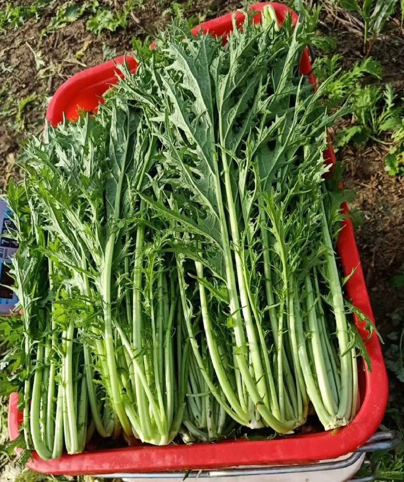 湖北叶菜雪里红规格齐全货源稳定量大优惠欢迎咨询