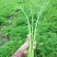 湖北叶菜雪里红规格齐全货源稳定量大优惠欢迎咨询
