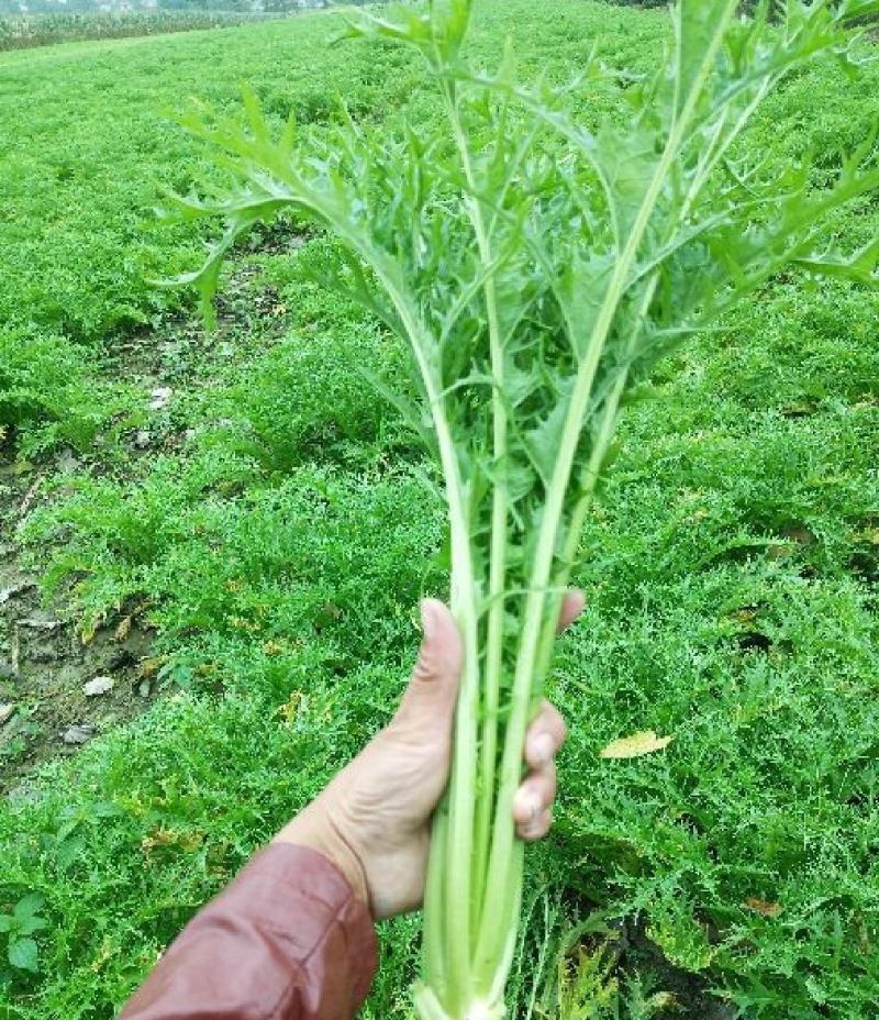 湖北叶菜雪里红规格齐全货源稳定量大优惠欢迎咨询