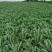 湖北叶菜雪里红规格齐全货源稳定量大优惠欢迎咨询