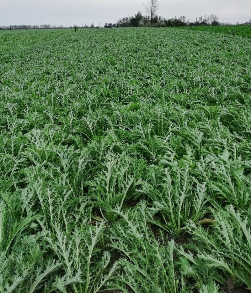 湖北叶菜雪里红规格齐全货源稳定量大优惠欢迎咨询