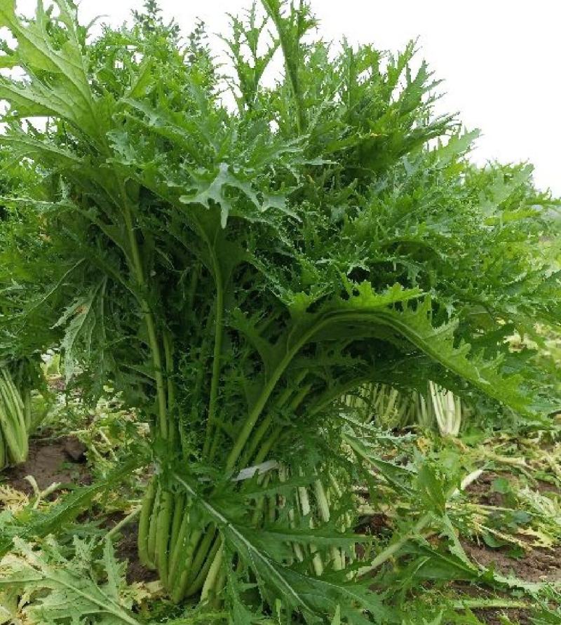 湖北叶菜雪里红规格齐全货源稳定量大优惠欢迎咨询