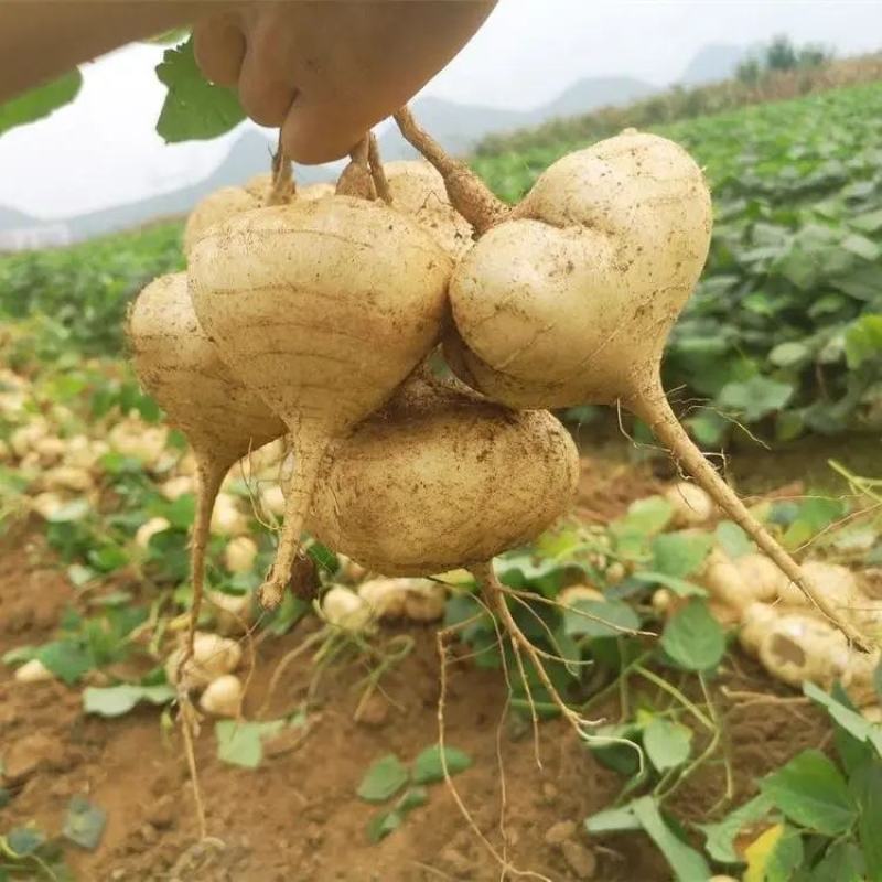 湖北凉薯地瓜豆薯【加工厂】【电商平台】万亩基地直发
