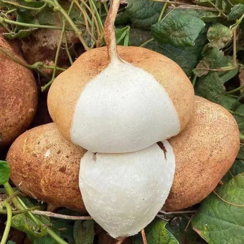 湖北凉薯地瓜豆薯【加工厂】【电商平台】万亩基地直发