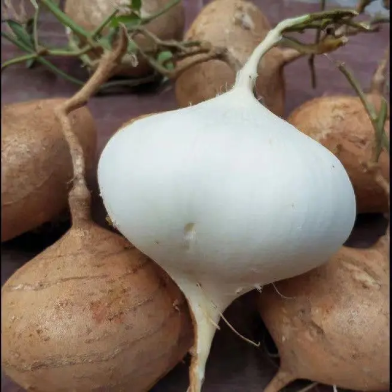 湖北凉薯地瓜豆薯【加工厂】【电商平台】万亩基地直发