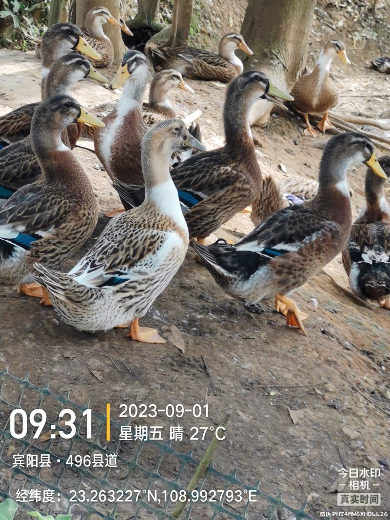 流动水养的麻鸭，无骚味，口感清甜。