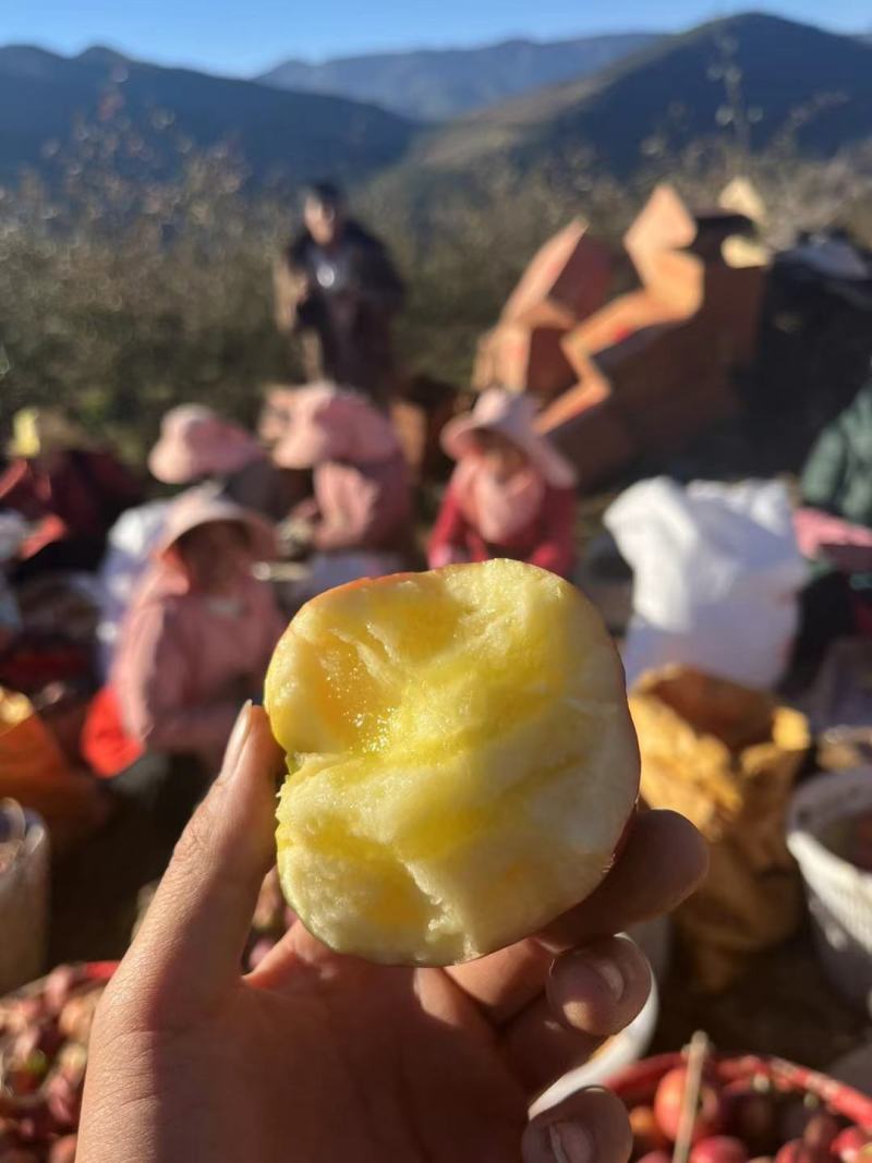 大凉山盐源冰糖心苹果原产地一手货源代收代发