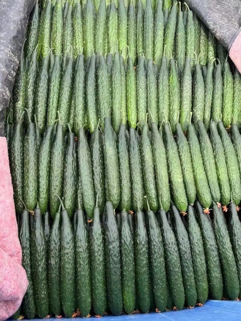 精品密刺黄瓜产地直供，鲜花干花带刺条直，绿油亮黑油亮